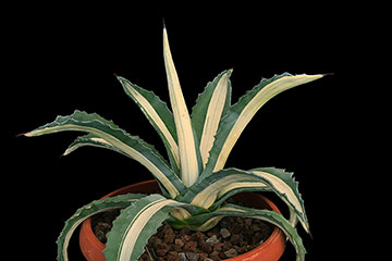 Agave Americana 'Mediopicta Alba' 