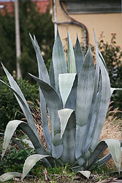 Agave americana 