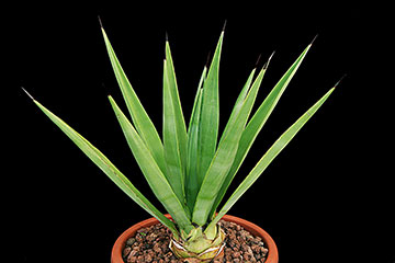 Agave dasylirioides