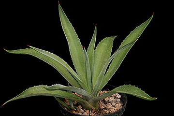 Agave decipiens