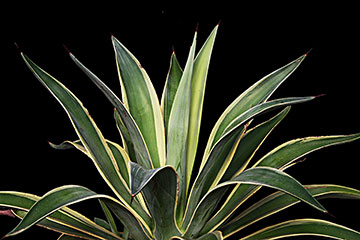 Agave desmettiana 'Marginata'