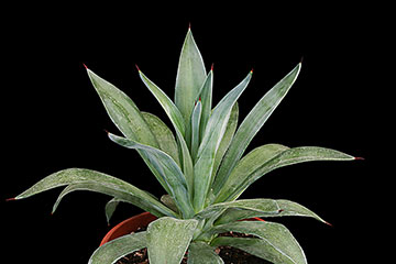 Agave desmettiana 