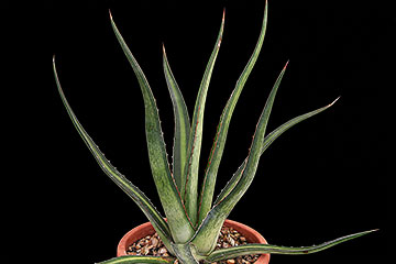 Agave difformis