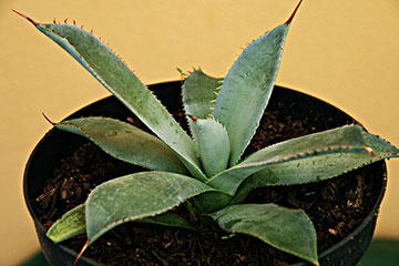 Agave guadalajarana