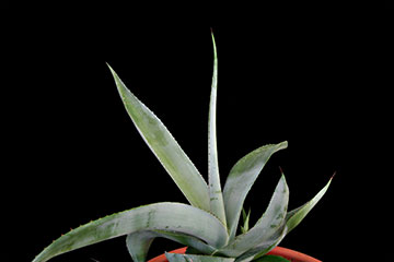 Agave  guiengola