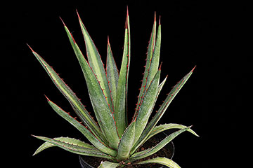 Agave lechuguilla