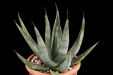 Agave 'Nigra' 