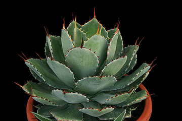 Agave potatorum