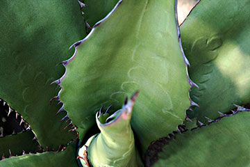 Agave salmiana var. ferox 