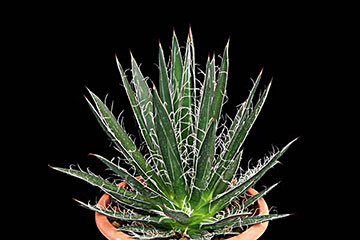 Agave schidigera 