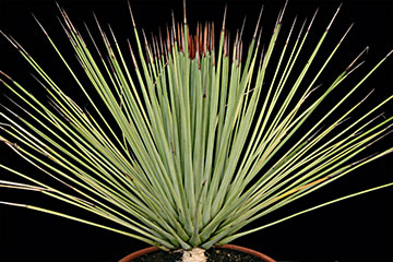 Agave stricta 