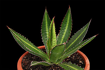 Agave univittata 