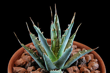 Agave utahensis var. nevadensis