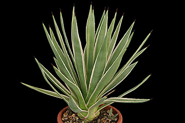 Agave vivipara marginata 