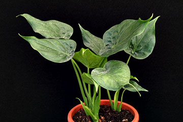 Alocasia cucullata 