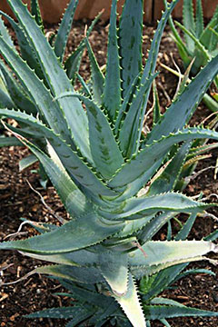 Aloe arborescens subsp. arborescens