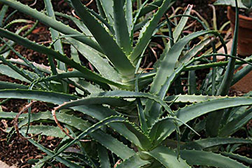 Aloe arborescens 