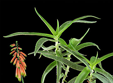 Aloe ciliaris 