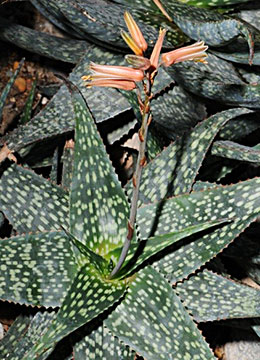  Aloe deltoideodonta subsp. deltoideodonta