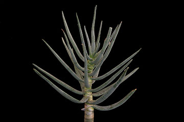 Aloe dichotoma 