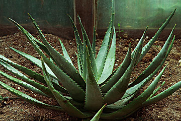 Aloe ferox 