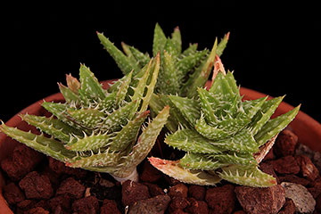 Aloe juvenna 