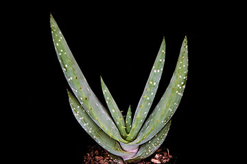 Aloe microstigma