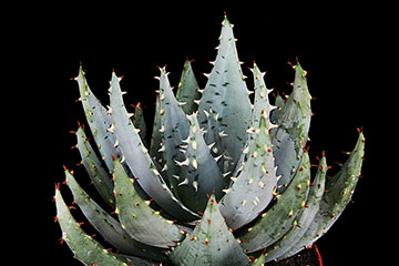 Aloe peglerae 