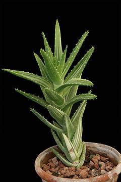 Aloe perfoliata