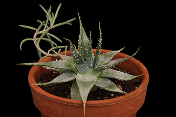Aloe pratensis 