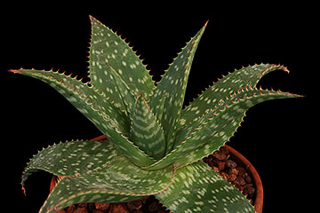 Aloe saponaria 