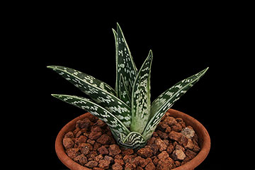 Aloe variegata 