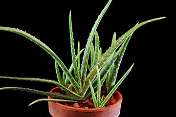 Aloe vera var. chinensis  