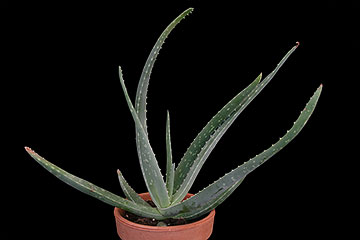 Aloe vera 