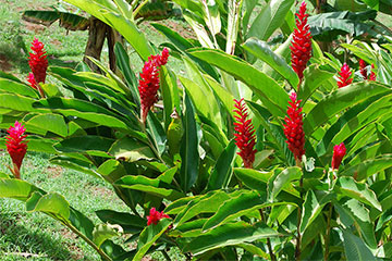 Alpinia purpurata