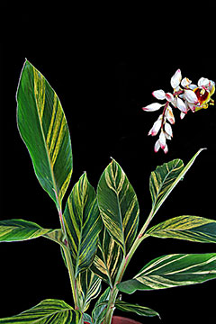 Alpinia zerumbet 'Variegata'