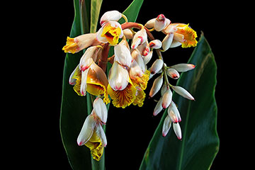 Alpinia zerumbet