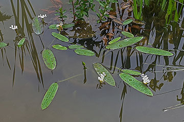 Aponogeton distachyos