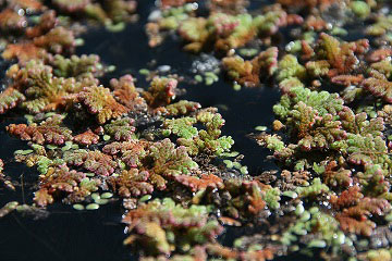 Azolla filiculoides