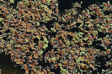 Azolla filiculoides