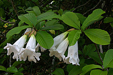 Beaumontia grandiflora