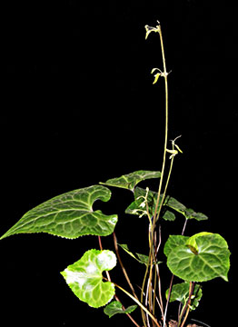 Beesia calthifolia 