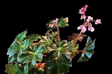Begonia sp. 102 