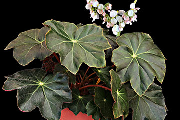 Begonia sp. 105 