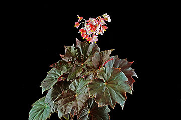 Begonia sp. 106 