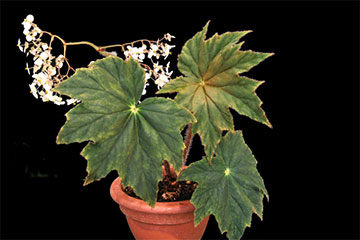 Begonia 'Caribbean King' 