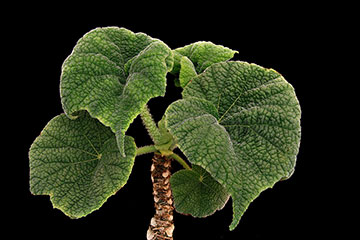 Begonia carrieae 