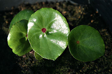 Begonia conchifolia 