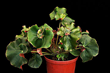 Begonia 'Erythrophylla helix' 