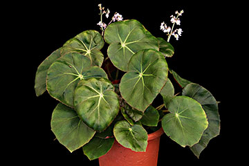 Begonia 'Erythrophylla' 